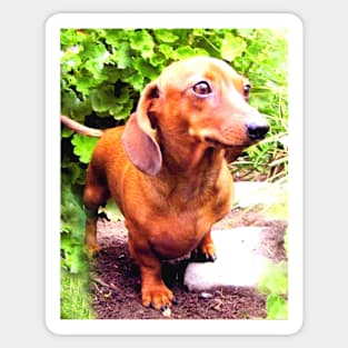 Dachshund Wiener dog - Juliet Sticker